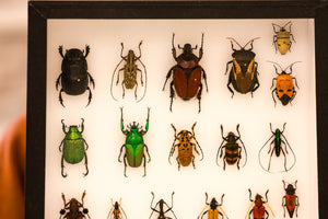 Museum-Quality Tropical Coleoptera Collection - Framed Display of Pinned Beetles