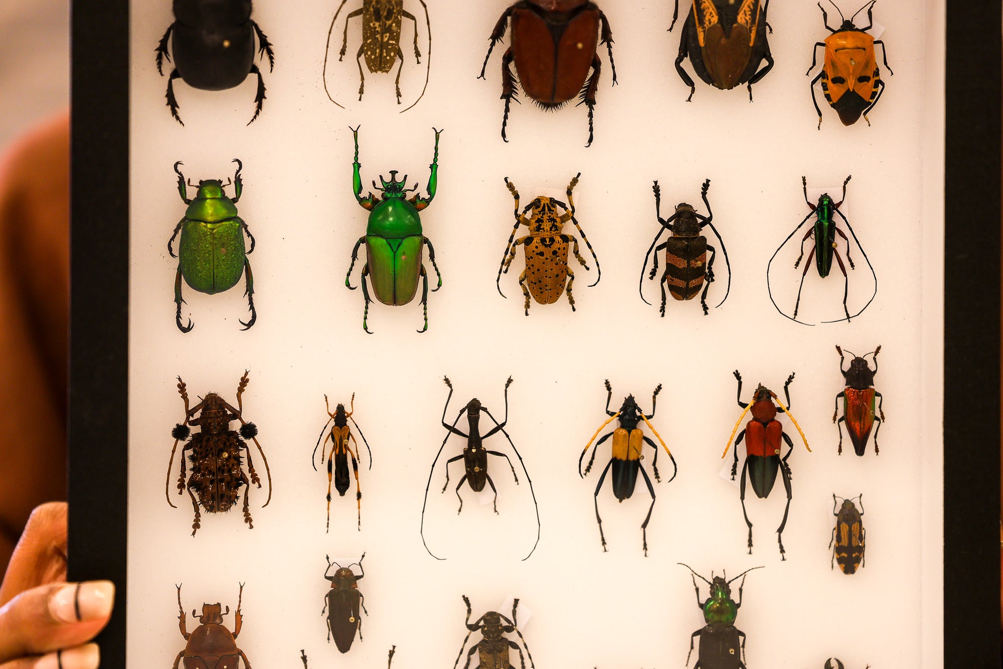 Museum-Quality Tropical Coleoptera Collection - Framed Display of Pinned Beetles
