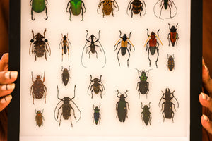 Museum-Quality Tropical Coleoptera Collection - Framed Display of Pinned Beetles