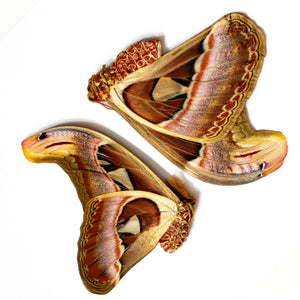 Giant Atlas Moths (Attacus atlas) A1 Unmounted Specimens 8 INCH WINGSPAN