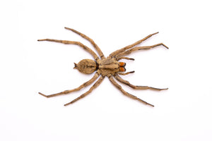 WHOLESALE 25 Thai Wolf Spiders (Lycosidae sp) 2.5 INCH A1/A1-