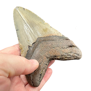 Megalodon Shark Tooth Fossil – 120mm Carcharocles megalodon, Miocene Florida