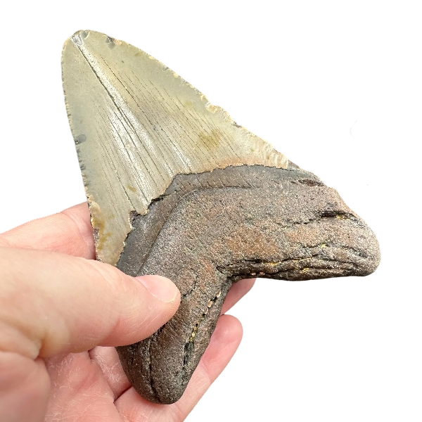 メガロドン鮫の歯化石 117mm | 中新世 フロリダ産 | 博物館品質