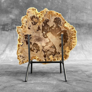 Petrified Wood Slice on Custom Display Stand | Museum-Quality Fossilised Wood