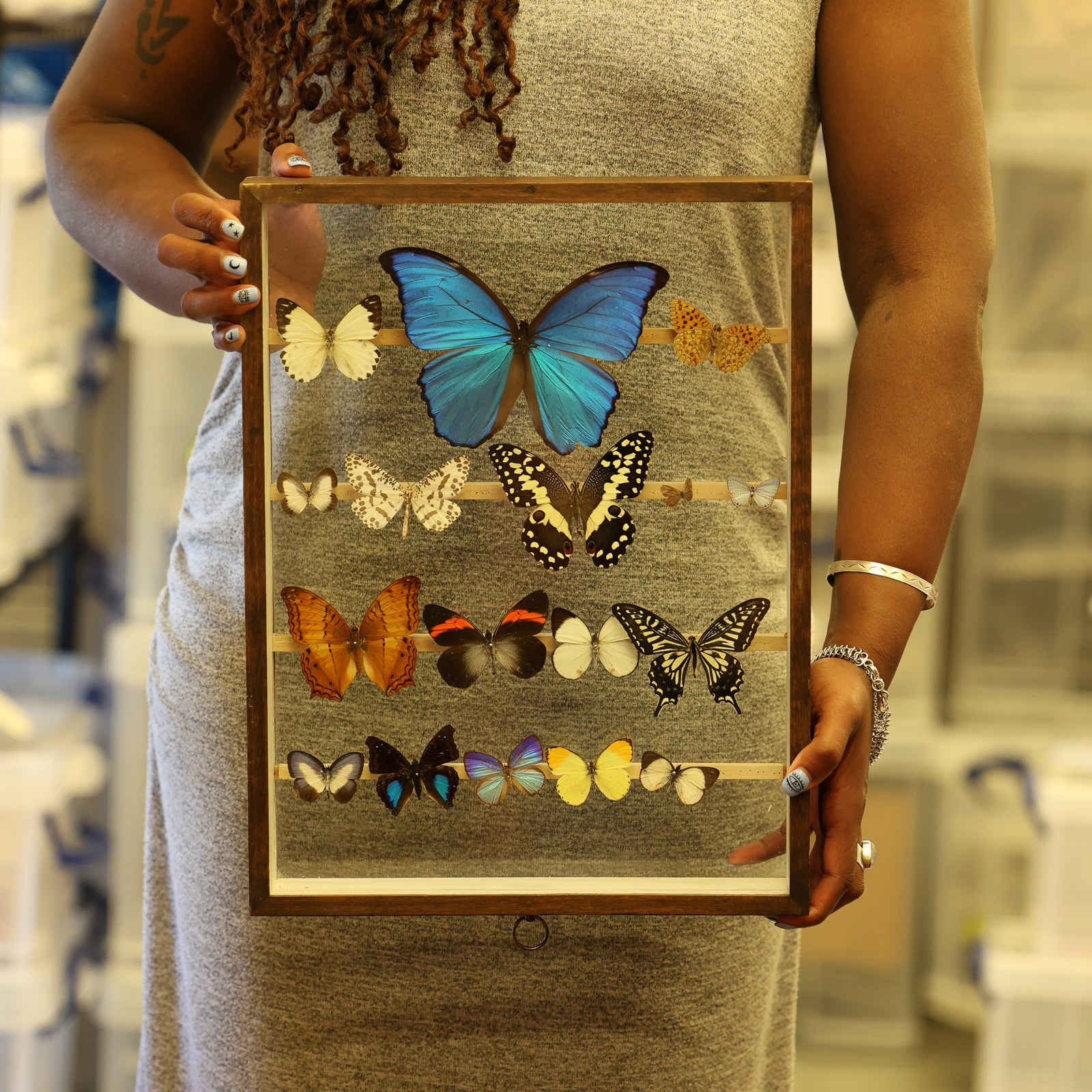 Antique Butterfly Glass Cased Display ex-London Natural History Museum’s Rothschild, Cockayne & Kettlewell Collection 38×29×6 cm (ROTH16)