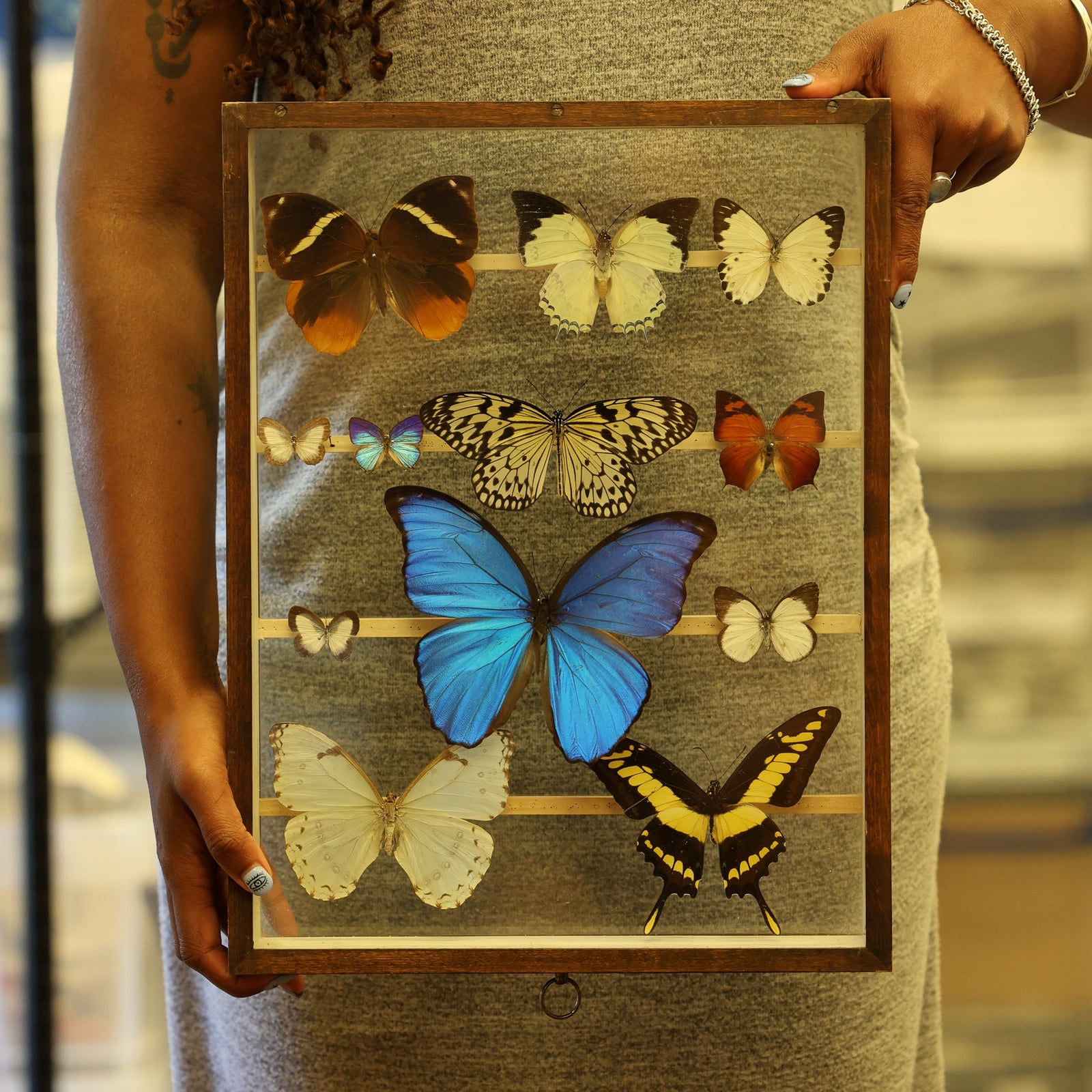 Antique Butterfly Glass Cased Display ex-London Natural History Museum’s Rothschild, Cockayne & Kettlewell Collection 38×29×6 cm (ROTH17)