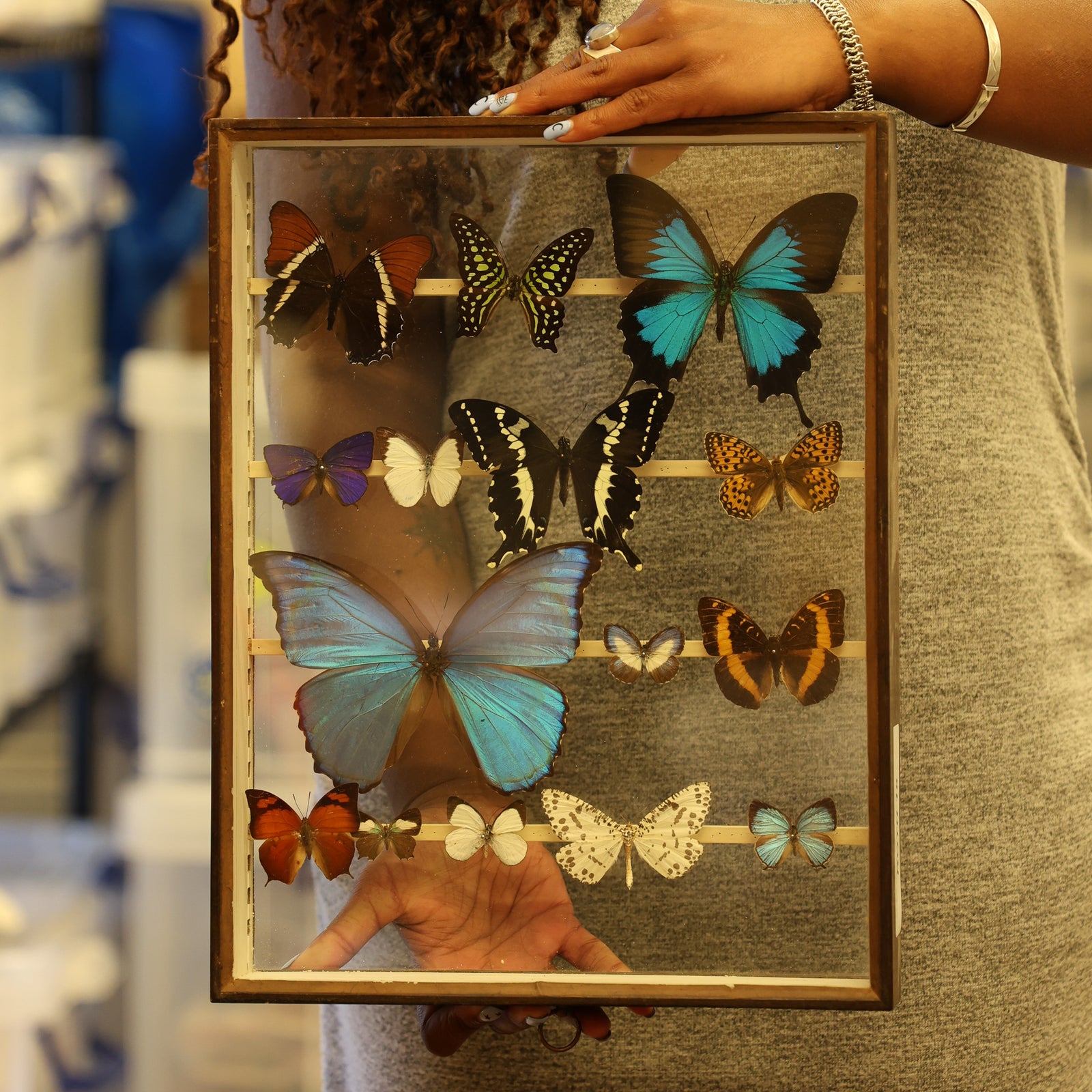 Antique Butterfly Glass Cased Display ex-London Natural History Museum’s Rothschild, Cockayne & Kettlewell Collection 38×29×6 cm (ROTH18)