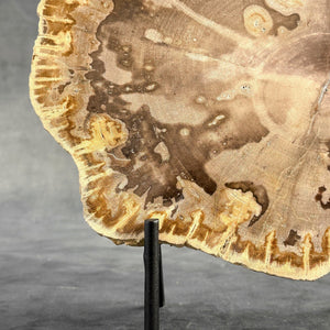 Petrified Wood Slice on Custom Display Stand | Museum-Quality Fossilised Wood