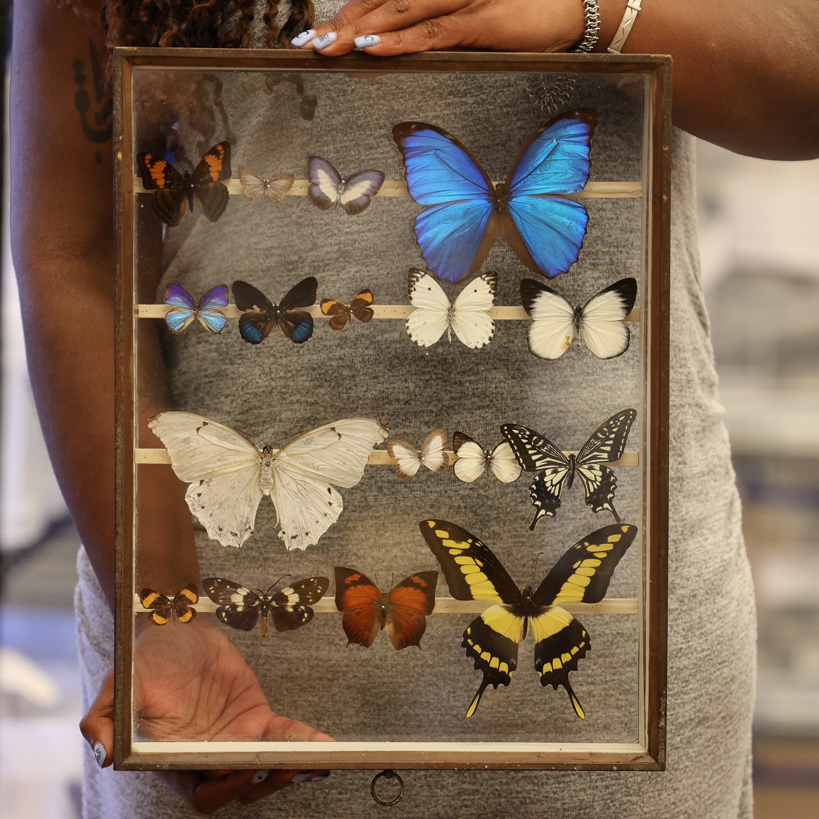 Antique Butterfly Glass Cased Display ex-London Natural History Museum’s Rothschild, Cockayne & Kettlewell Collection 38×29×6 cm (ROTH19)