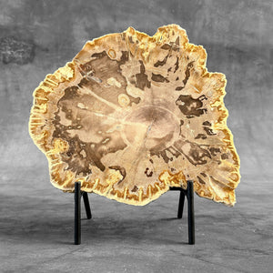 Petrified Wood Slice on Custom Display Stand | Museum-Quality Fossilised Wood