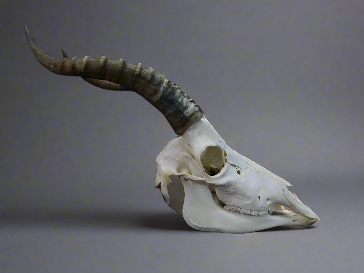 Blesbok Skull (Damaliscus pygargus phillipsi) Non-CITES species