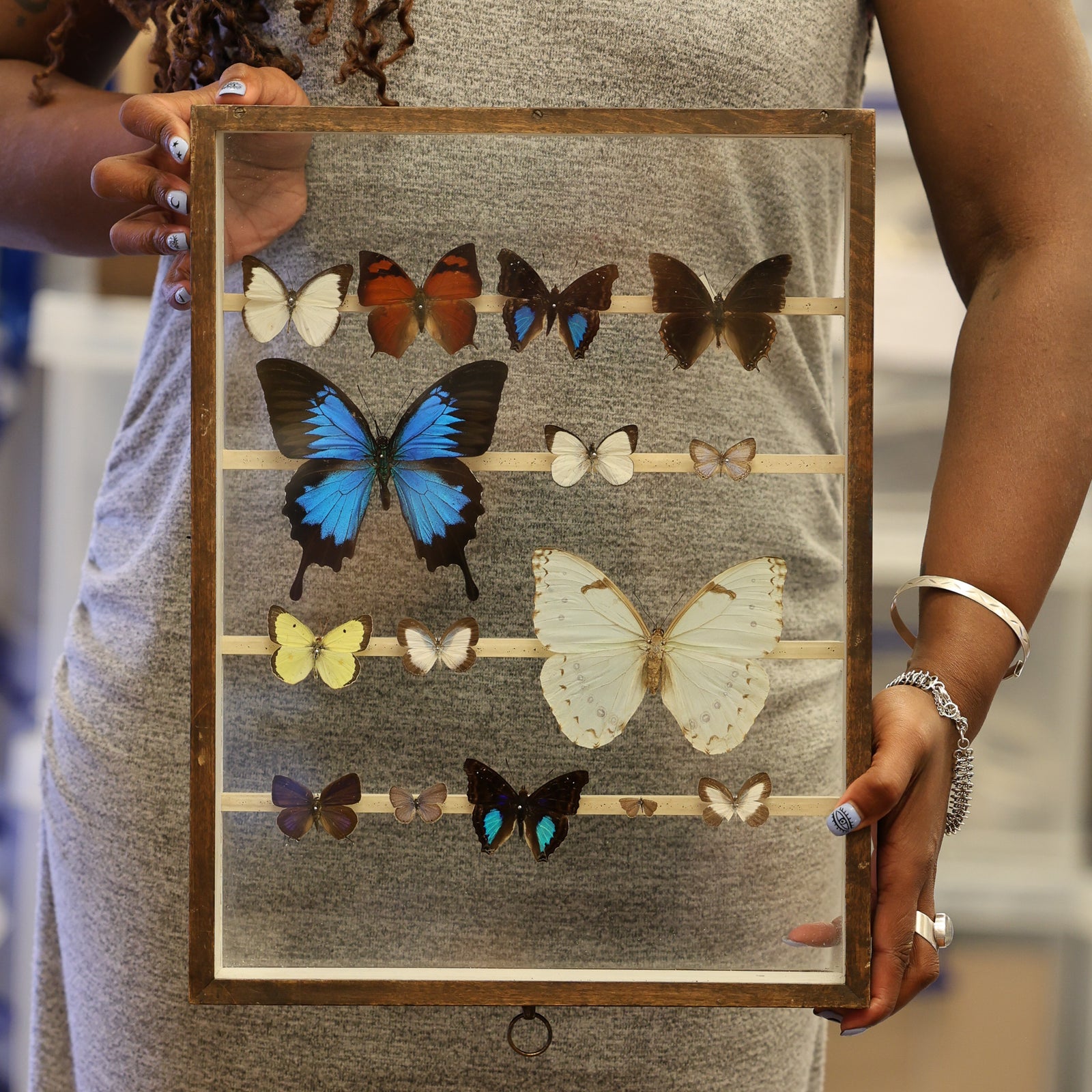Antique Butterfly Glass Cased Display ex-London Natural History Museum’s Rothschild, Cockayne & Kettlewell Collection 38×29×6 cm (ROTH20)