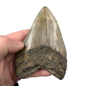 Megalodon Shark Tooth Fossil – 131mm Carcharocles megalodon, Miocene Florida