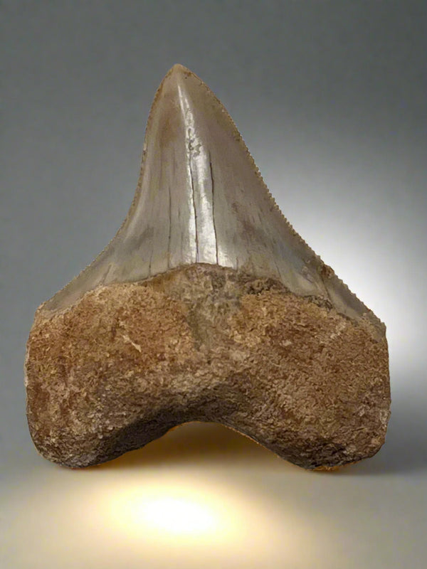 メガロドンの化石の歯 57mm | Carcharocles megalodon | 未修復