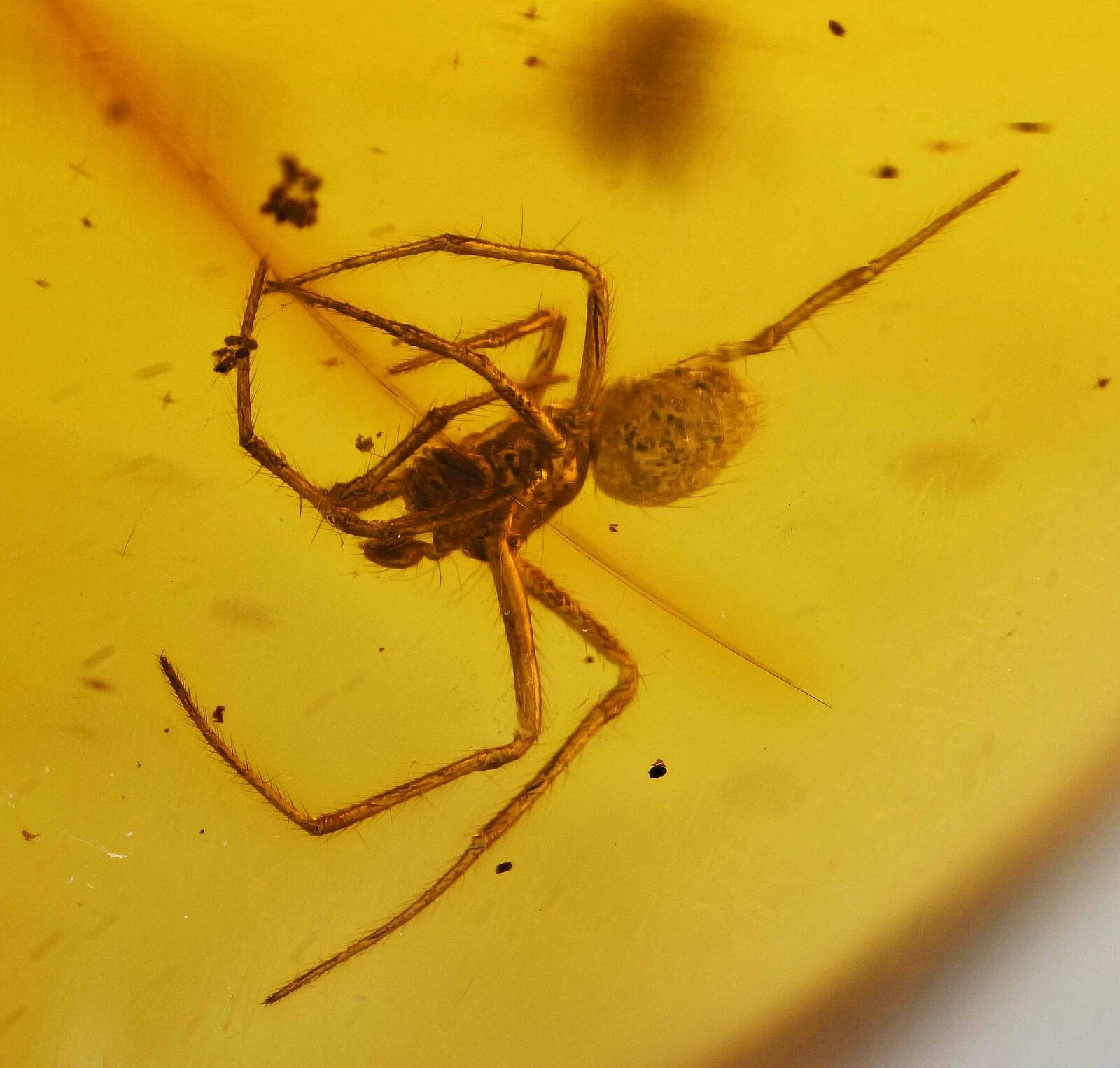 Arachnid Spider Fossil Inclusion in Dominican Amber (3544)