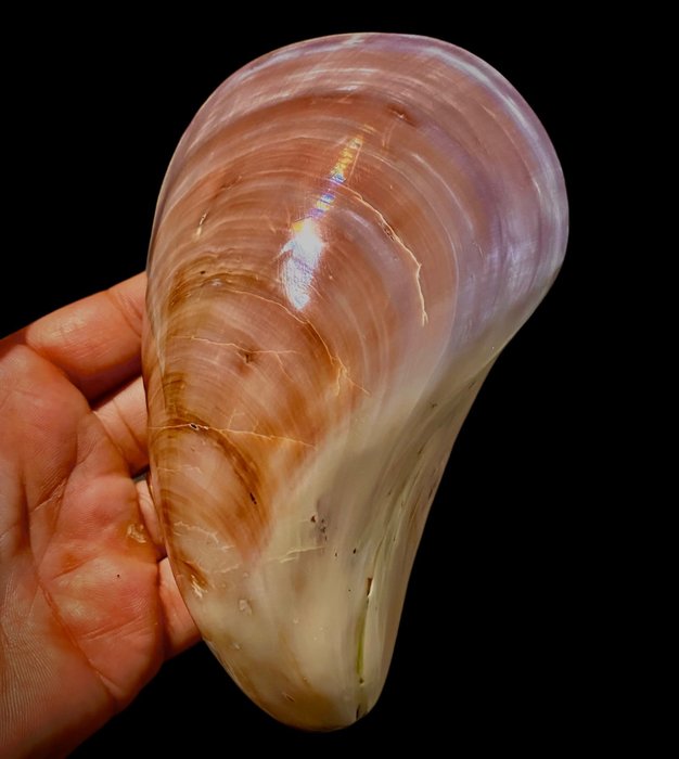 Leštěná lastura japonské zavinutce, Stavelia subdistorta, 143 mm