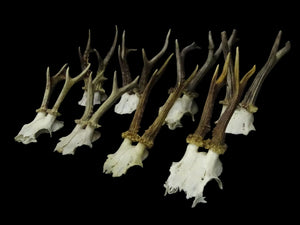 ノロジカの頭蓋骨 | Capreolus capreolus | 自然史標本
