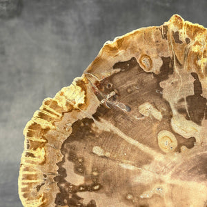 Petrified Wood Slice on Custom Display Stand | Museum-Quality Fossilised Wood