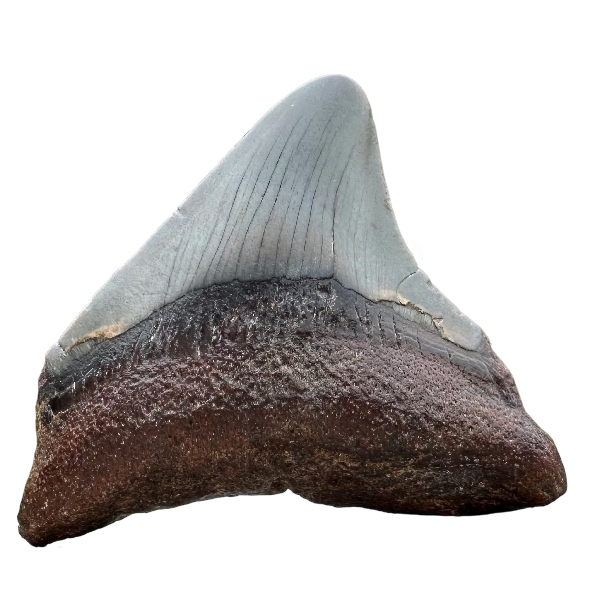 Small Megalodon Tooth Fossil – 38-60mm Carcharocles megalodon, Miocene Florida