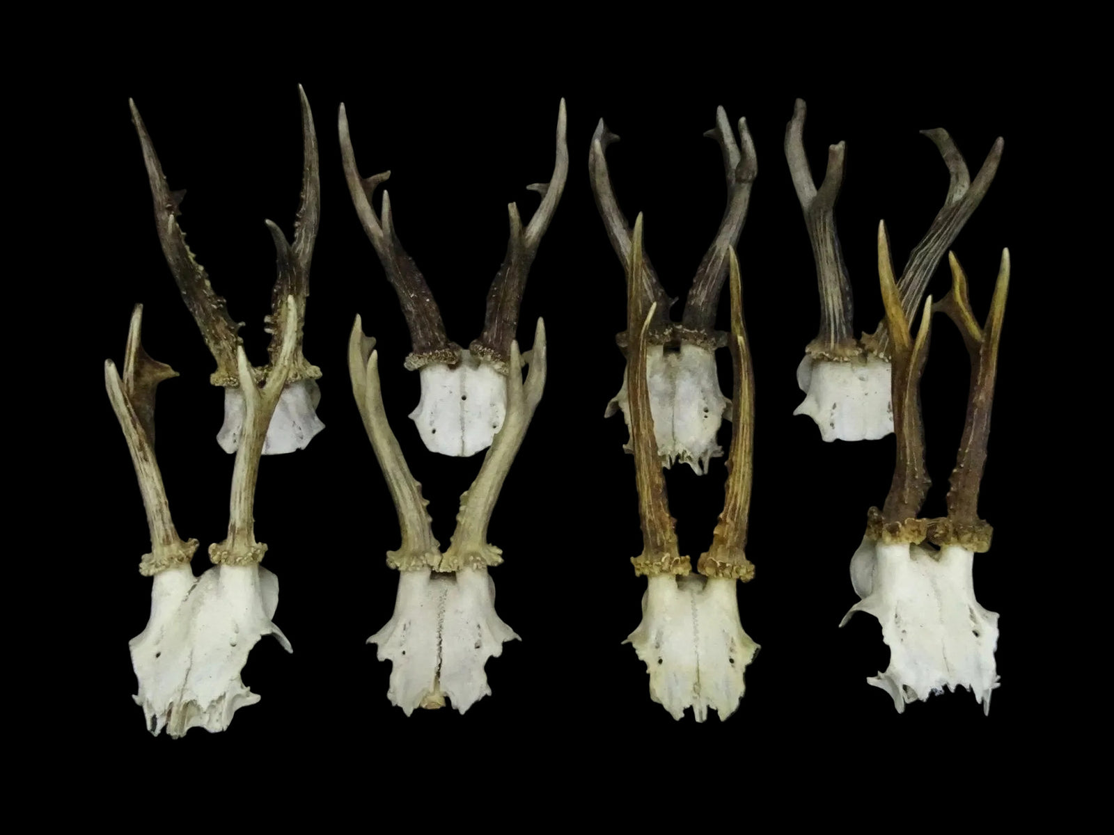 Roebuck Skull | Capreolus capreolus | Natural History Specimen