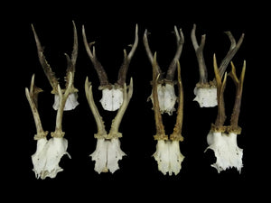 ノロジカの頭蓋骨 | Capreolus capreolus | 自然史標本