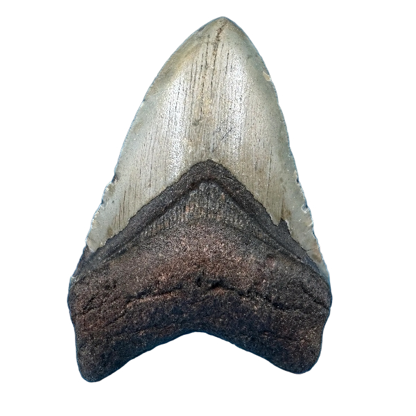 Megalodon Shark Tooth Fossil – 100mm Carcharocles megalodon, Miocene Florida