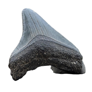Small Megalodon Tooth Fossil – 38-60mm Carcharocles megalodon, Miocene Florida