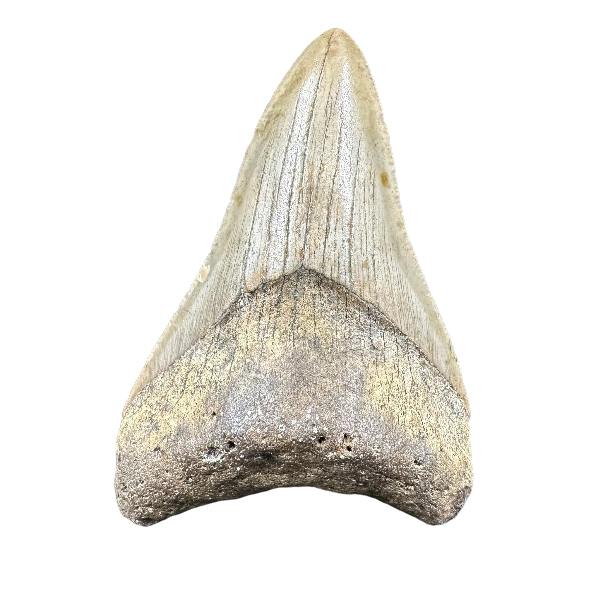 Megalodon Shark Tooth Fossil –75mm Carcharocles megalodon, Miocene Florida