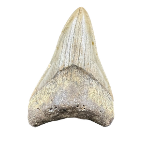 Megalodon Shark Tooth Fossil –75mm Carcharocles megalodon, Miocene Florida