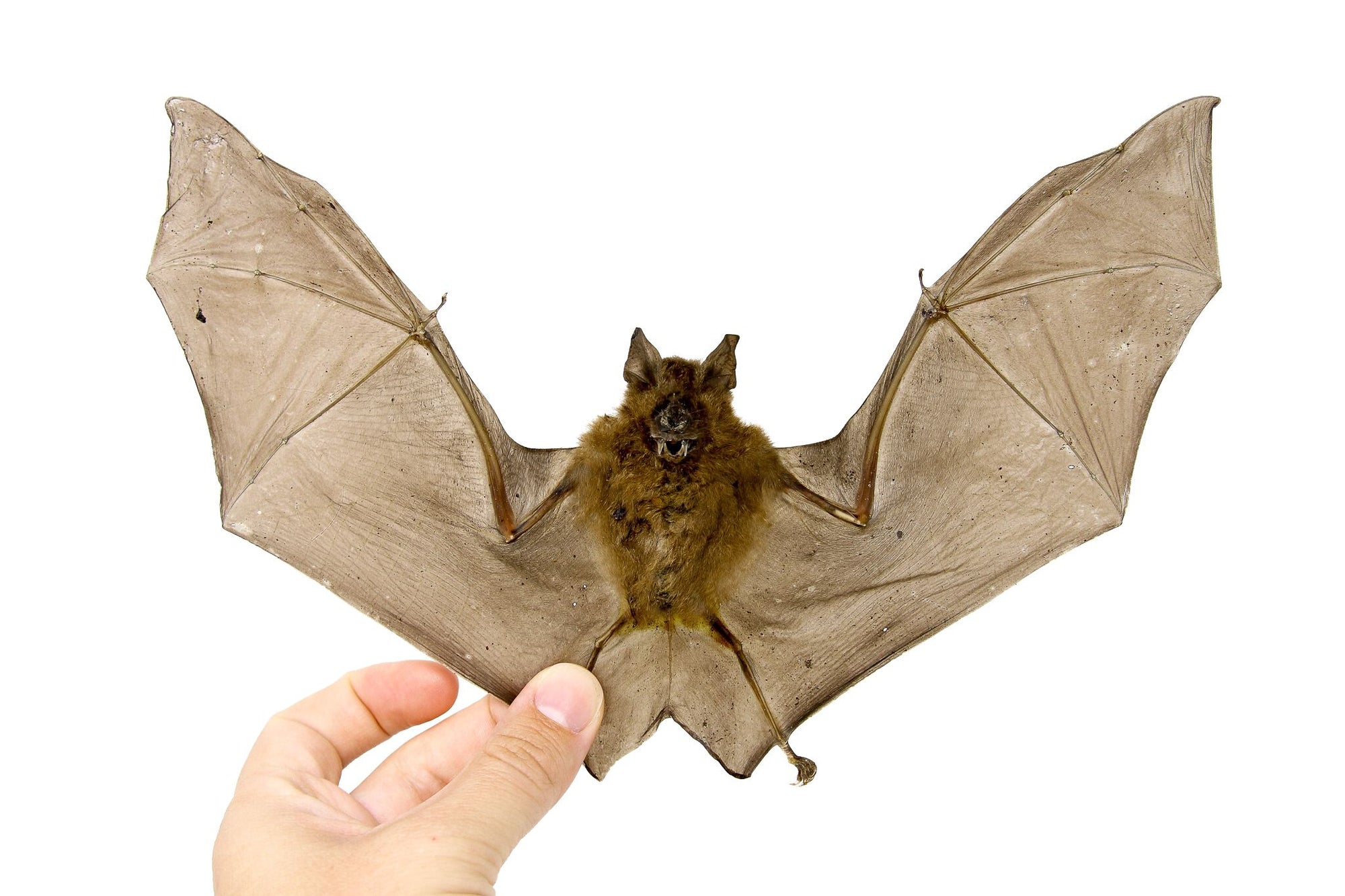 Roundleaf Bat (Hipposideros larvatus) | A1 Spread Specimen | Indonesia Java | Dry-preserved Taxidermy