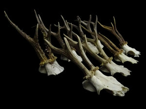 ノロジカの頭蓋骨 | Capreolus capreolus | 自然史標本
