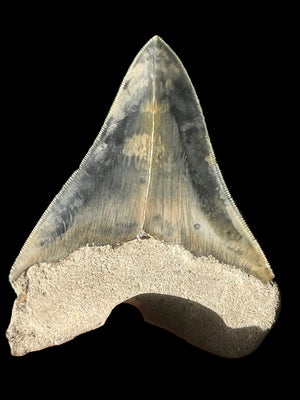 سنّ أحفوري لميغالودون 75mm | Carcharocles megalodon | فلوريدا | SKU-MEG75