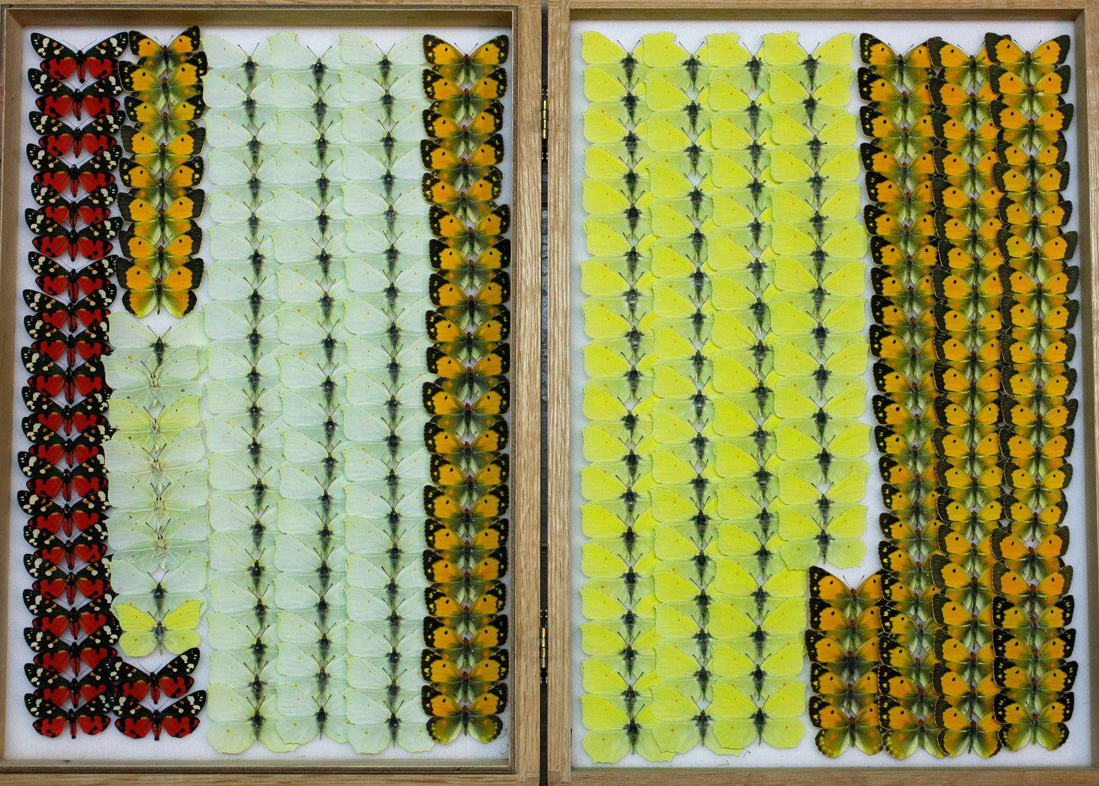 Pinned Spread British Butterflies - Museum Quality Specimens | A1 Grade