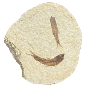 Fossil Fish | Eocene Period | Green River Formation, USA | 40–70mm