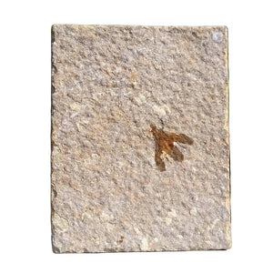 Fossil Fly | Plecia pealei (Love Bug) | Green River Formation, Wyoming | Eocene | 40–45mm