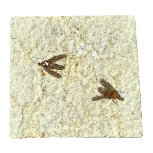 Fossil Fly | Plecia pealei (Love Bug) | Green River Formation, Wyoming | Eocene | 40–45mm