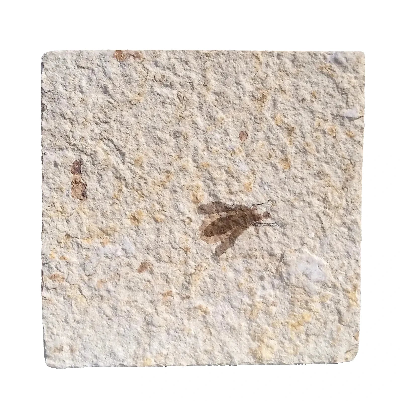 Fossil Fly | Plecia pealei (Love Bug) | Green River Formation, Wyoming | Eocene | 40–45mm