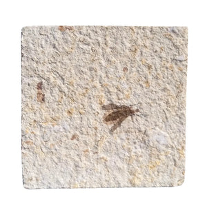 Fossil Fly | Plecia pealei (Love Bug) | Green River Formation, Wyoming | Eocene | 40–45mm