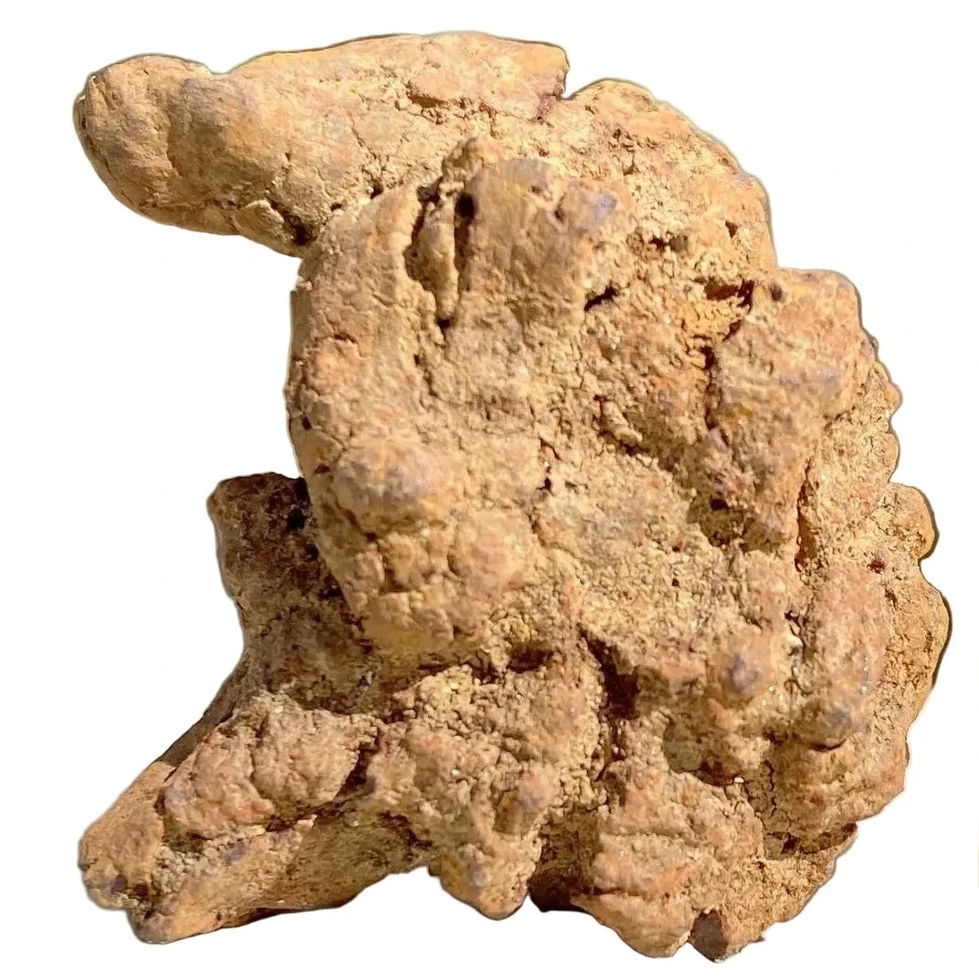 Turtle Coprolite | Fossil Faeces | Eocene | Madagascar | 15–30mm