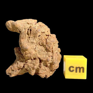 Turtle Coprolite | Fossil Faeces | Eocene | Madagascar | 15–30mm