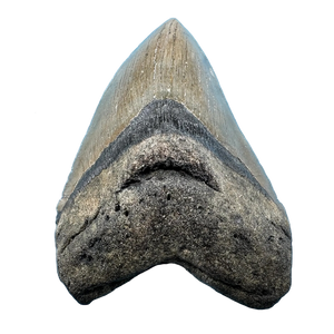 Megalodon Shark Tooth Fossil – 131mm Carcharocles megalodon, Miocene Florida