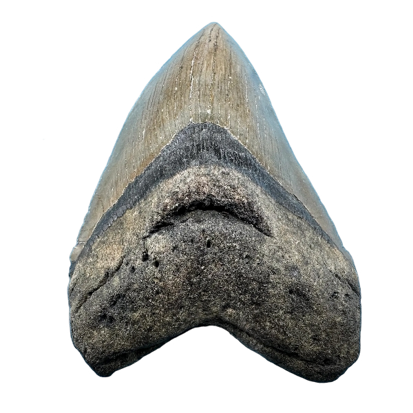 メガロドン　歯の化石 メガロドン鮫の歯化石 117mm | 中新世 フロリダ産 | 博物館品質