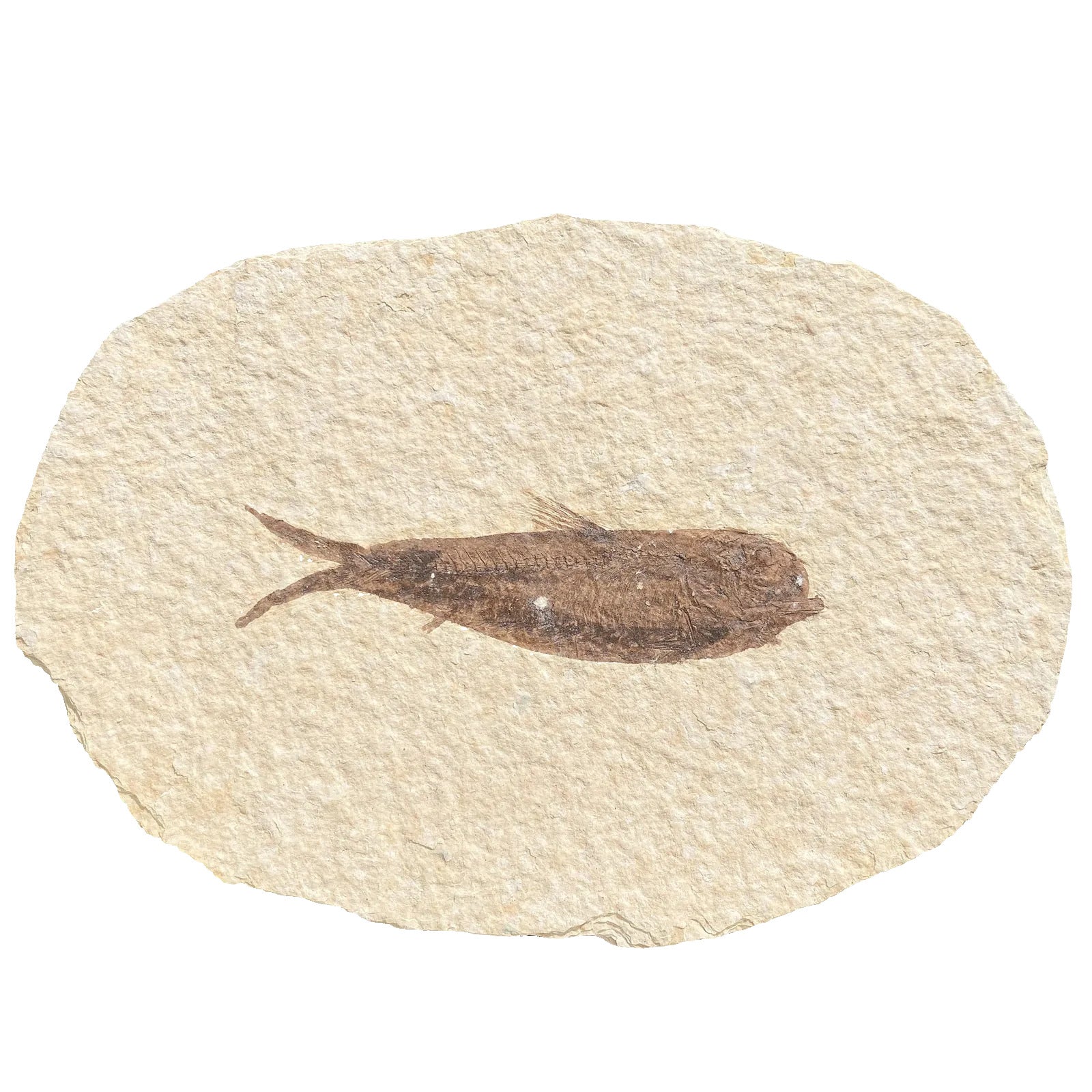 Fossil Fish | Knightia alta | Green River Formation, Wyoming | Eocene | 65–120mm