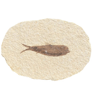 Fossil Fish | Knightia alta | Green River Formation, Wyoming | Eocene | 65–120mm