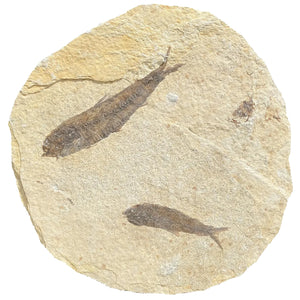 Fossil Fish | Knightia alta | Green River Formation, Wyoming | Eocene | 65–120mm