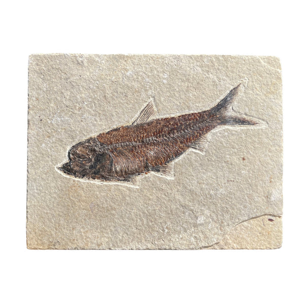 Diplomystus 化石魚 | 始新世標本 147mm | グリーンリバー層 - BugsDirect