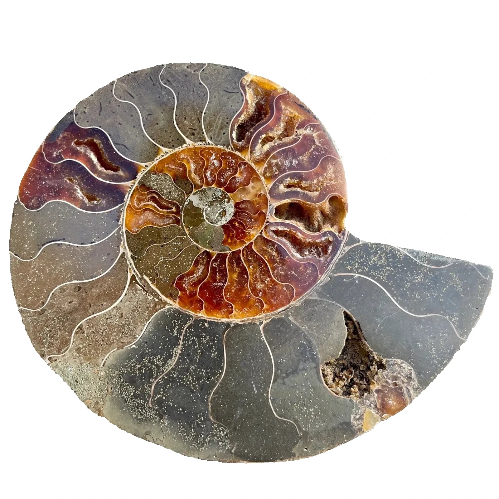 Cut & Polished Ammonite Single Section | Cleoniceras sp. | Cretaceous | Madagascar