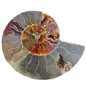 Cut & Polished Ammonite Single Section | Cleoniceras sp. | Cretaceous | Madagascar