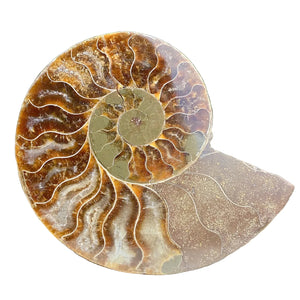 Cut & Polished Ammonite Single Section | Cleoniceras sp. | Cretaceous | Madagascar