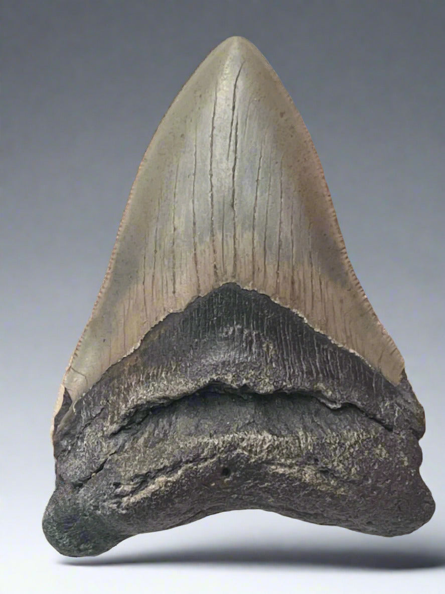 Megalodon Fossil Tooth 116mm (Carcharocles megalodon) 10 Million Years Old